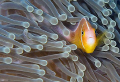 looks like a clown fish month.