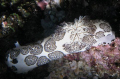 Jorunna Funebris