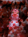 Do you wanna have a kiss?

A beautifull image of a pygmy seahorse bargibanti