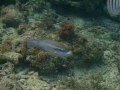 Parrot fish while snorkeling. SHot with Sealife DC 600 single strobe.