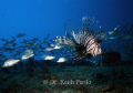 Lionfish On wreck off of Beaufort  North Carolina