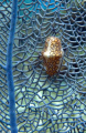 Flamingo Tongue sitting on a Blue Sea Fan.
Canon G-9 in Macro Mode. Ikelite Housing with DS-51 Strobe.
