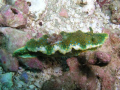 Nudibranch, taken at Julian Rocks 0n the 24/5/08