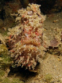 Frogfish