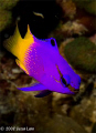 Fairy Basslet. Bonaire, May 2008. Canon 400D, 60 mm lens.