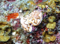 Mating Nudi... Redang Island Olympus E-330 + 50mm Macro