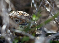 Land Iguana hidden in the bushes on one of the islands in the Galapagoos Islands.