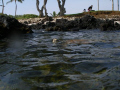 Turtle..Big Island, HI  Olympus SP350