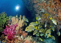 sweetlips at Mikes Point, Raja Ampat