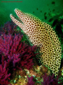 Taken with Canon A650 12MP camera + Sealife960D external flash, diving the Musandam waters, Oman