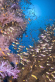 Soft coral in Shaab Rumi