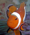 Clown fish close-up