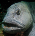 The Seawolf (Anarhichas lupus)
From Saltstraumen in Norway
Cannon G7