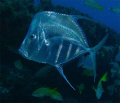 Lookdown (Selene vomer), Family: Jacks. Photo taken at Barreirinha - Pirangi do Sul - Natal /RN. Beautiful animal to photograph, unique experience. 