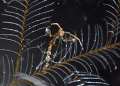 Do I look scary?? An Image of a posing skeleton shrimp in his natural habitat. He is only about 5mm in size.