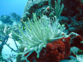 Anemone
