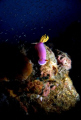 Isn't she a beauty? Pic taken in Tioman Island, Malaysia