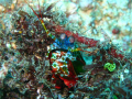 colors