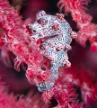 Hippocampus bargibanti.  Pygmy Seahorse