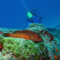 Grouper 