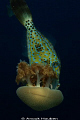 A scribbled filefish, Aluterus scriptus, nibbling on a jellyfish. Picture taken at the drop-off in Tulamben, Noth-east Bali.