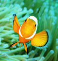 clownfish @ Tulai, Tioman..thinking he's a tweety bird.
Canon G7, no strobe.