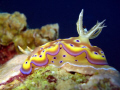 nudibranch