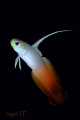 Fire dartfish, Canon EOS400d, Sea and Sea housing and strobe, 100mm macro lens