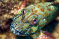 Stocky Hawkfish - if Picaso only knew. Always fun to photograph these guys.