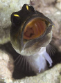 Unfortunately no eggs - but cool to watch this jawfish cleaning out its home and then getting its breath back. Perhaps I could burrow some of Brian's jelly beans?