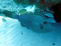 FILEFISH