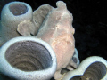 Frog fish