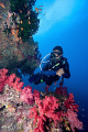 I was very lucky to be the only diver on the boat most days on my trip to Fiji, the dive master Frank was great. He made for an excellent underwater model. I hope this picture does him justice. My thanks to you Frank.