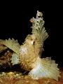 Leaf Scorpionfish