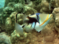 Lagoon Triggerfish at Honaunau, Hawaii. Very colorful with yellow lips. J. Hoover's book says they are uncommon in this area. Olympus SP 550 UZ,natural light