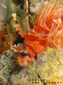 I take this photo by my 2nd dive trip with my G9, still practising without strobe. Take this photo @ Tioman Island, Malaysia.