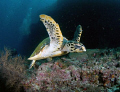 Hawksbill turtle, Nikon D200, Maledives
