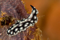 Nikon D200,105mm VR, dual YS110 strobes ,great place to shoot macro. Flat worm