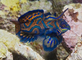 Mandarinfish from Puerto Galera, Philippines. Nikon D200 with 60mm lens.