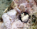 Red-spotted blenny.  I would get close, he would go inside - I'd move away, he'd come out -- for about 10 minutes until we were friends.  Canon digital Rebel XTi, 60mm macro, YS-110 strobes, iso200, f10, 1/200sec.