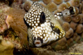 A Bonaire kiss from a very photogenic Smooth Trunkfish. In Bonaire they are abundant, but their cute factor can't be beat! Canon 400D, 60mm lens. 
