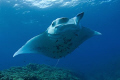 Manta cleaning station Maui, Nikon D200 ,10-17mm Tokina, 125th at F11
