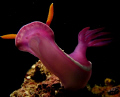 this taken at roach reefs by canon G9 with single sea n sea strobe !!!!