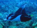 Manta Ray off the Kona coast of Hawaii. This beautiful Manta Ray approached me during the twilight dive. It was one of seven that came by during the Manta Ray night dive.