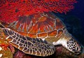 Sleepy green turtle seeking santuary amongst red gorgonians-Drop Off point, Sipadan (red photo filter)