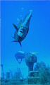 French Angelfish on Oro Verde wreck.