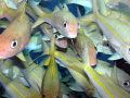 I think the fish were more curious with me as I was about them. Photo taken in Kona, Hawai, with Olympus SP-550 UZ