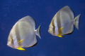 Platax Teira