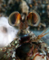 Juvenile mantis eyes before they get their characteristic criss-cross look