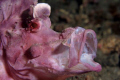Rhinopias yawn.  Lembeh Strait 
60mm macro full frame